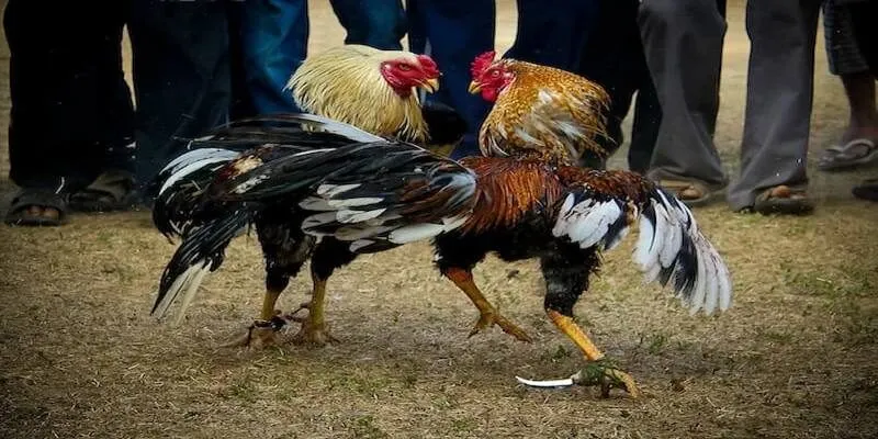 Đá Gà Cựa Dao – Hình thức cược Cockfight cực gay cấn