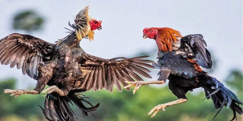 Đá gà Thomo – Thương hiệu đá gà uy tín châu Á