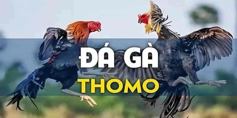 Những điều cần biết về đá gà thomo trực tuyến
