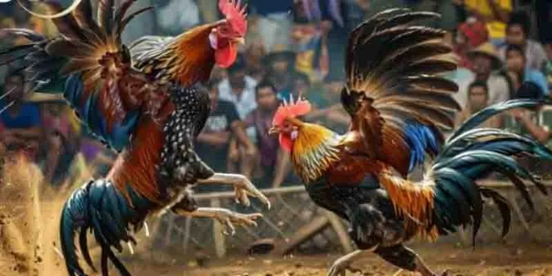 Nơi xem đá gà thomo uy tín hiện nay