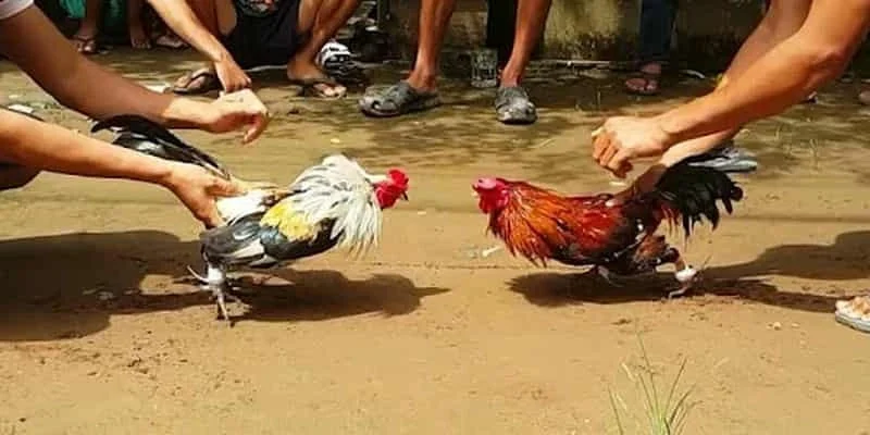 Tham gia chơi cược gà thomo dễ dàng với 5 bước